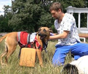 Szkolenia z pierwszej pomocy online dla psów